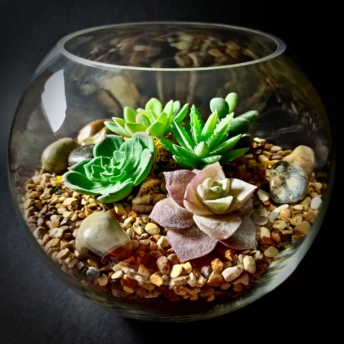 The Succulent Collection Black Background