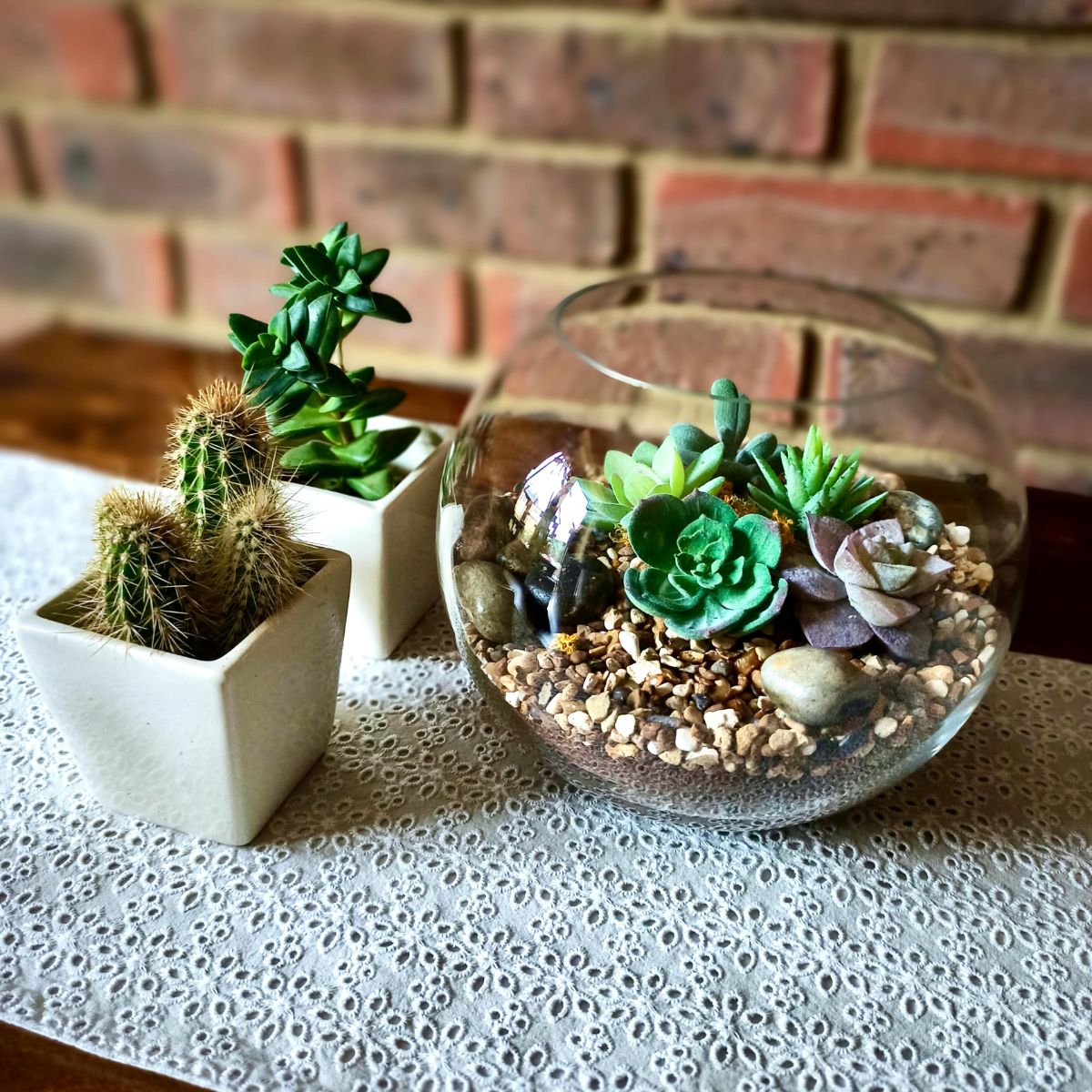 The Succulent Collection In Context