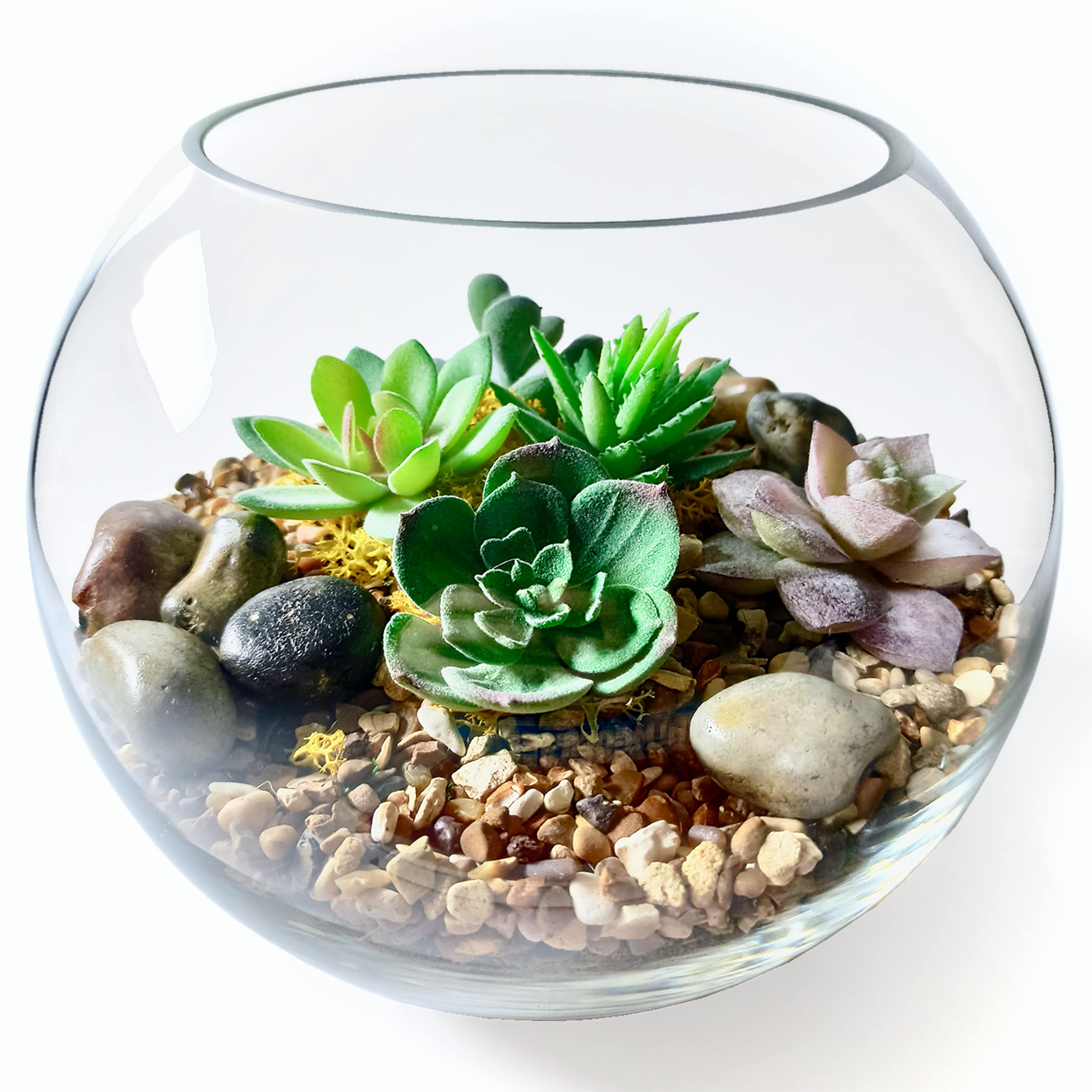 Buy The Succulent Collection